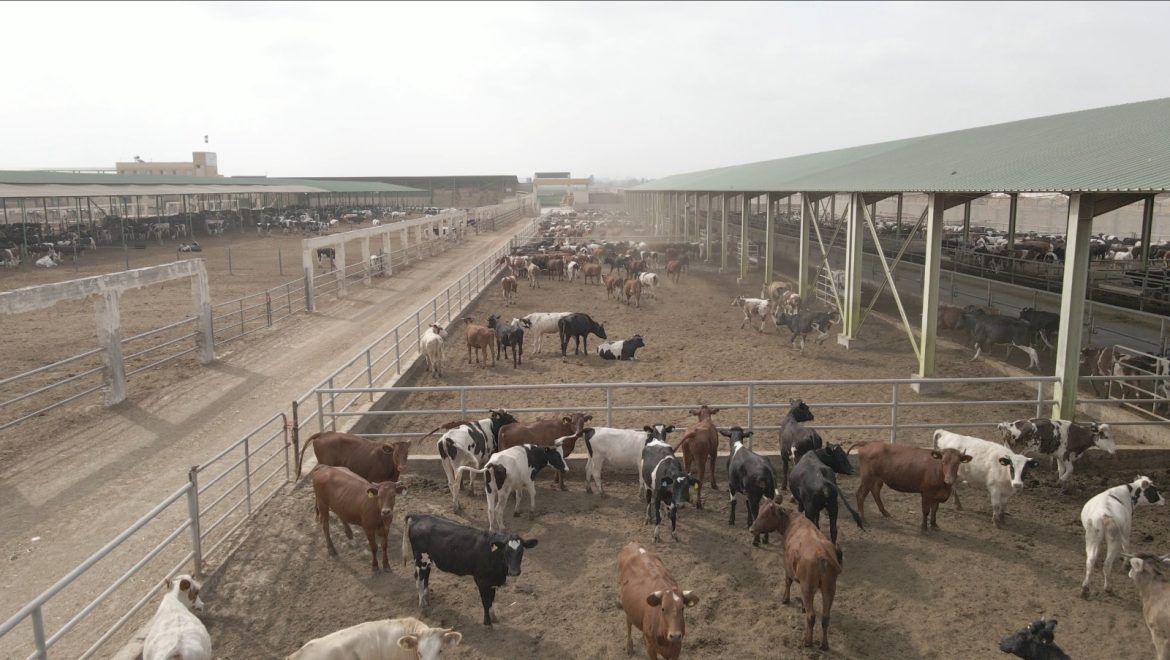 بنك الطعام المصري يطلق حملة صك الأضحية للعام العشرين على التوالي