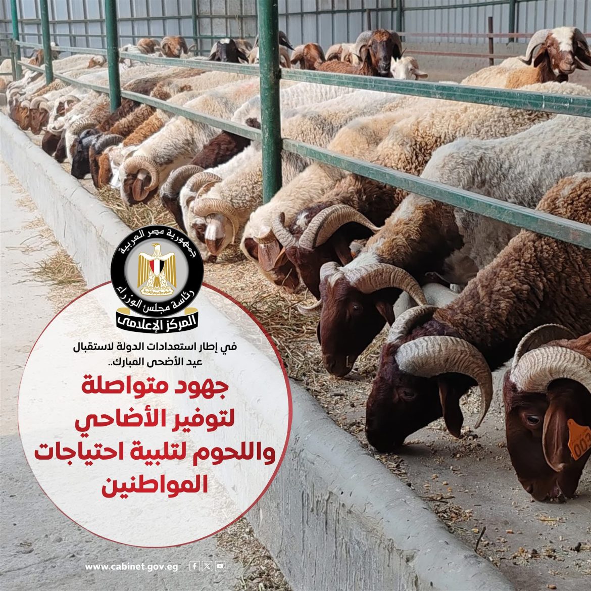 المركز الإعلامي لمجلس الوزراء: جهود متكاملة لتوفير الأضاحي واللحوم بأسعار مناسبة لتلبية احتياجات المواطنين