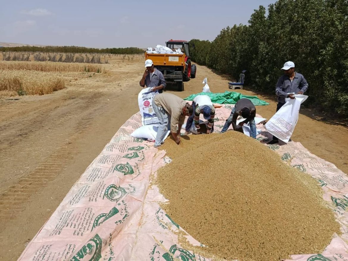 الريف المصري: نجاح زراعة القمح بالمياه المالحة.. خطوة نحو الاكتفاء الذاتي